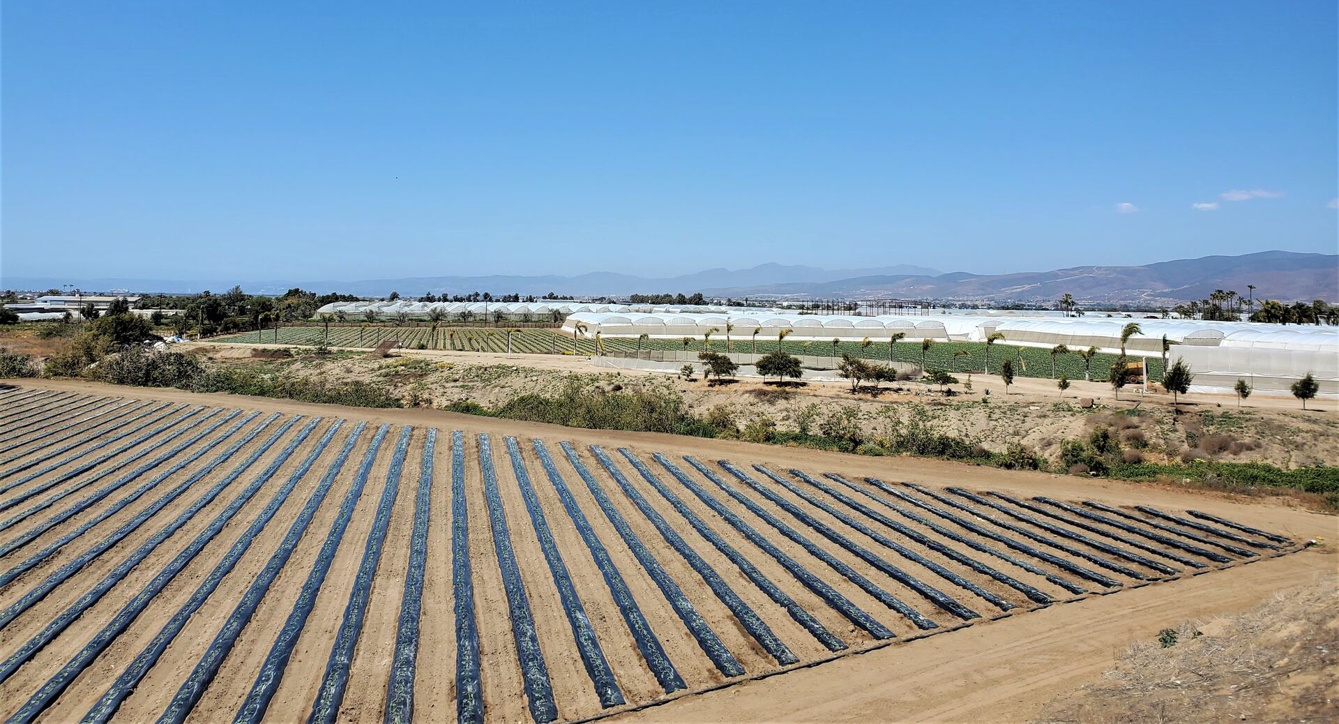 Fields surrounding the Baja Cold facility in Maneadero, Ensenada